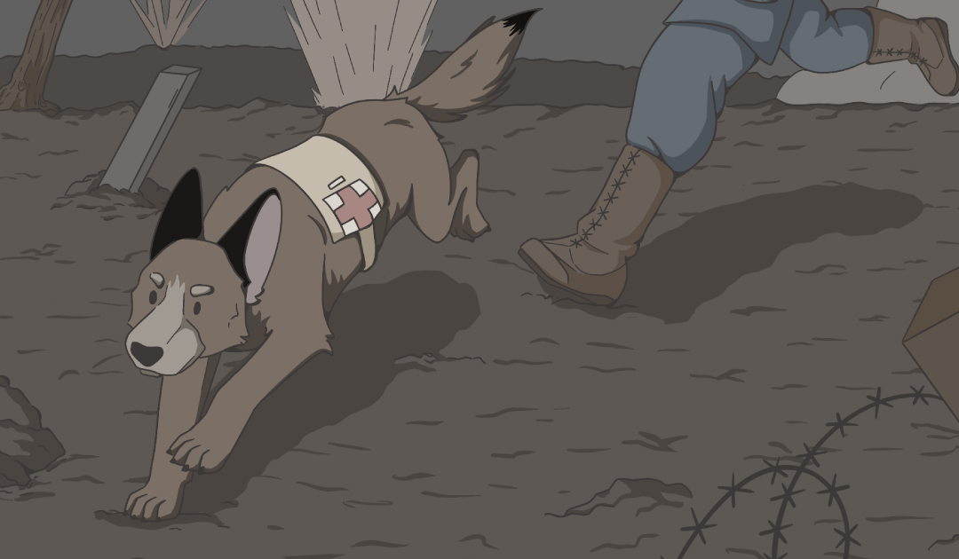 Des tranchées au canapé : l&rsquo;histoire méconnue du Malinois !