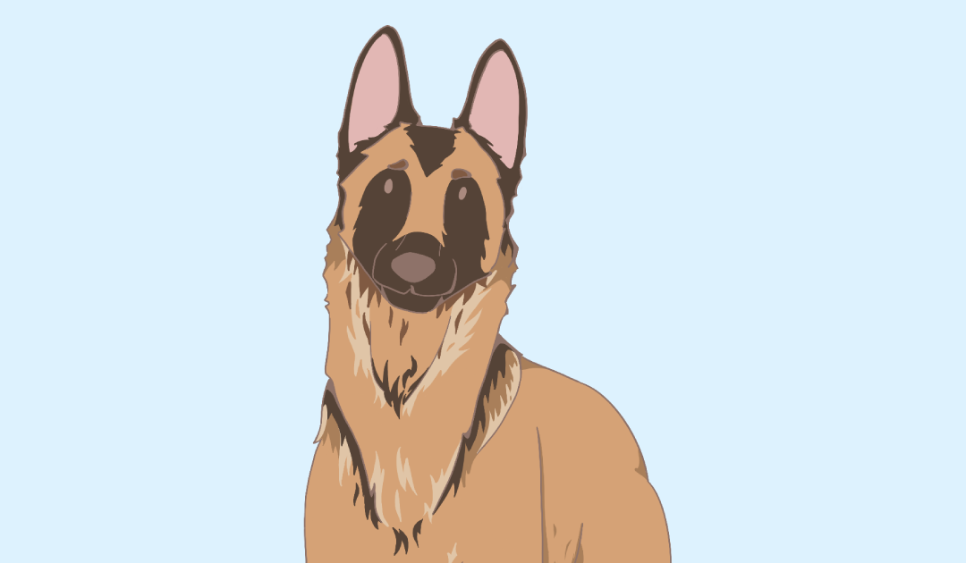 Le Berger Belge Malinois : moteur intégré, frein en option