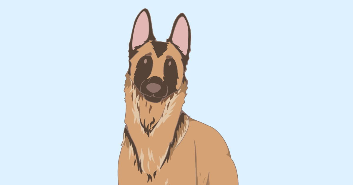Le Berger Belge Malinois : moteur intégré, frein en option